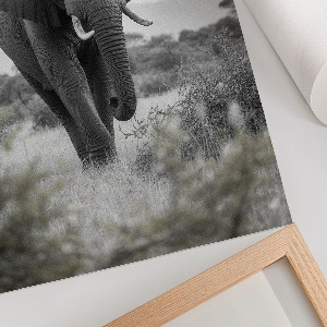 Kunstdruck poster Afrikanischer Elefant