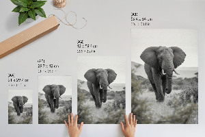 Kunstdruck poster Afrikanischer Elefant