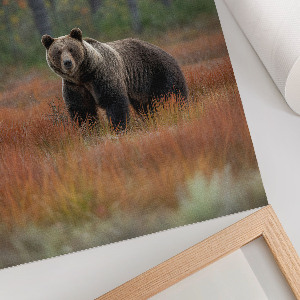 Poster leinwand Bär im Wald