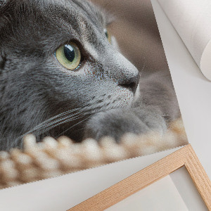 Poster auf leinwand Graue Katze