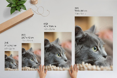Poster auf leinwand Graue Katze