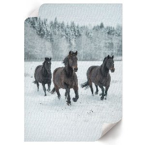 Kunstdruck poster Winterpferde