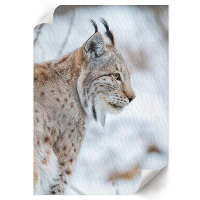 Kunstdruck leinwand Winterluchs