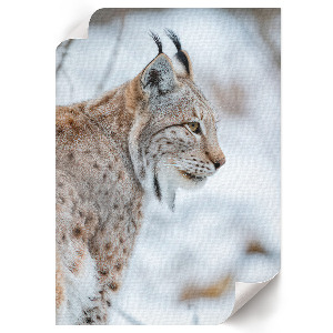 Kunstdruck leinwand Winterluchs