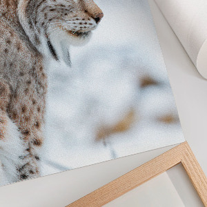 Kunstdruck leinwand Winterluchs