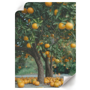 Poster leinwand Orangenplantage