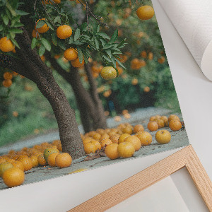 Poster leinwand Orangenplantage