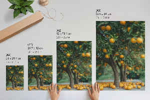 Poster leinwand Orangenplantage