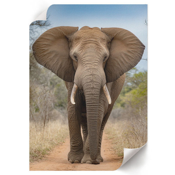 Poster leinwand Der Elefant und die Majestät