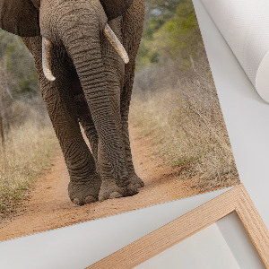 Poster leinwand Der Elefant und die Majestät