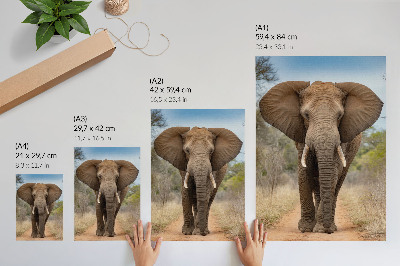 Poster leinwand Der Elefant und die Majestät