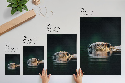 Kunstdruck leinwand Biber im Wasser