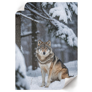 Kunstdruck leinwand Wolf im Schnee