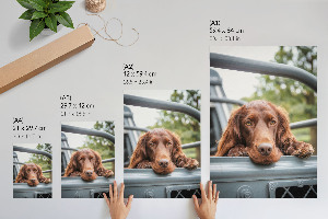 Poster mit Hund im Auto