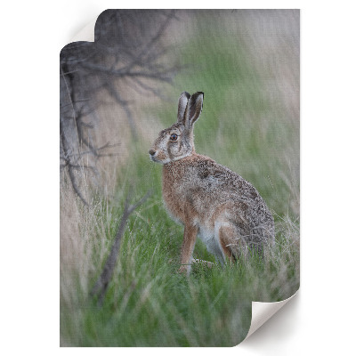 Bilder poster Hase in der Natur