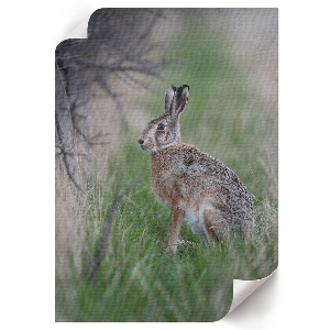Poster mit einem Hasen in der Natur