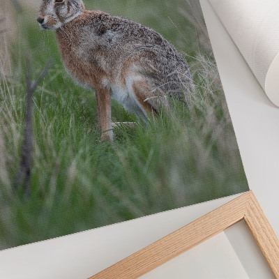 Bilder poster Hase in der Natur