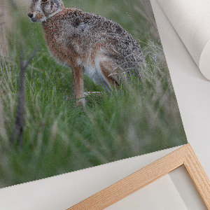 Poster mit einem Hasen in der Natur