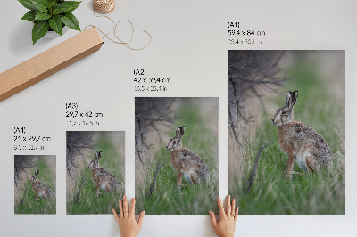 Bilder poster Hase in der Natur