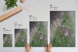 Poster mit einem Hasen in der Natur