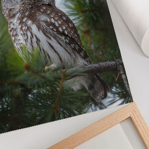 Poster-Leinwand mit Motiv einer Waldeule