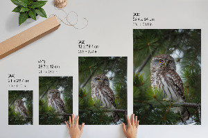 Poster-Leinwand mit Motiv einer Waldeule