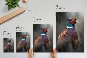 Poster-Kunstdruck mit farbenfrohem Fasan