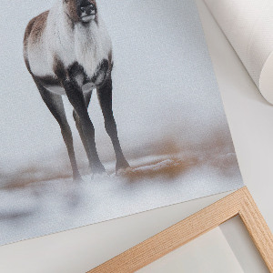 Poster auf Leinwand mit Winterrentier