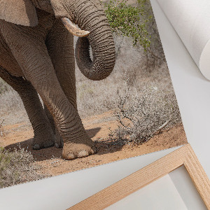 Kunstdruck-Poster mit Motiv 'Elefantengang'
