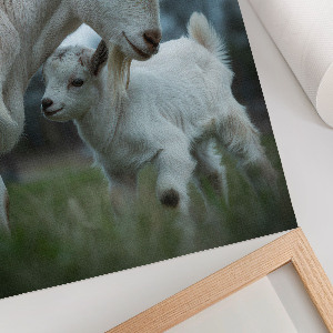 Poster kunstdruck Ziegen zusammen
