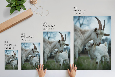 Poster kunstdruck Ziegen zusammen