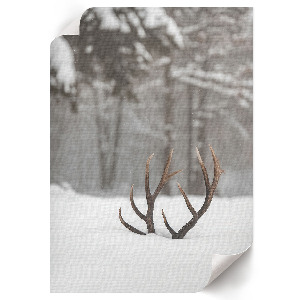 Kunstdruck poster Geweihe im Schnee