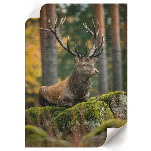 Poster Kunstdruck „Ein stattlicher Hirsch“