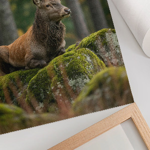 Poster Kunstdruck „Ein stattlicher Hirsch“