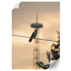 Kunstdruck-Poster „Vogel am Kabel“