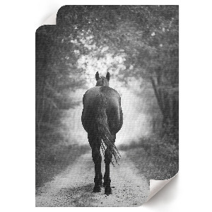 Kunstdruck leinwand Ein Pferd im Wald
