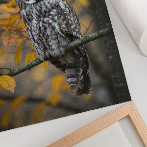 Poster auf leinwand Herbsteule