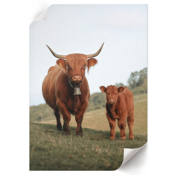 Poster auf leinwand Bulle und Kalb