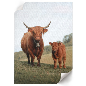 Poster auf leinwand Bulle und Kalb