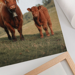 Poster auf leinwand Bulle und Kalb
