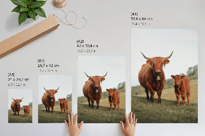 Poster auf leinwand Bulle und Kalb