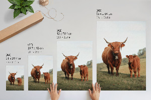 Poster auf leinwand Bulle und Kalb