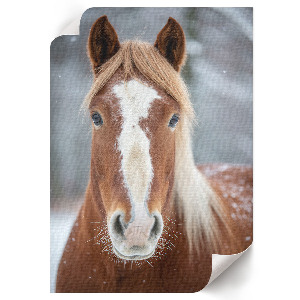 Wand poster Pferd im Winter