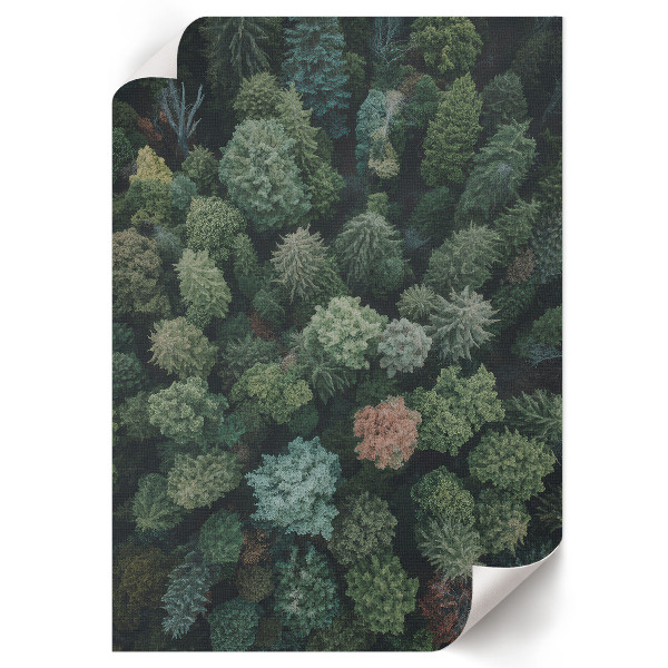 Bilder poster Wald von oben