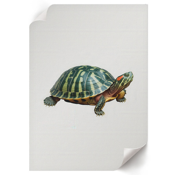 Poster auf leinwand Schildkröte