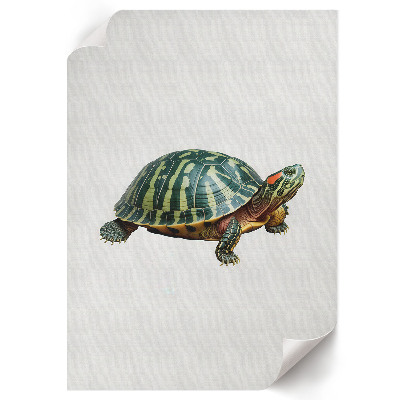 Poster auf leinwand Schildkröte