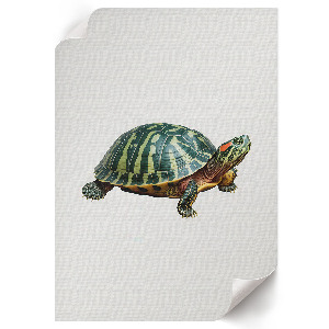 Poster auf leinwand Schildkröte