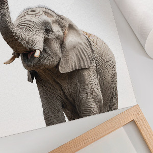 Bilder poster Kaugummi-Elefant