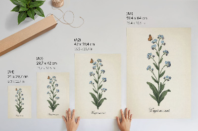 Poster leinwand Vergissmeinnichtblume