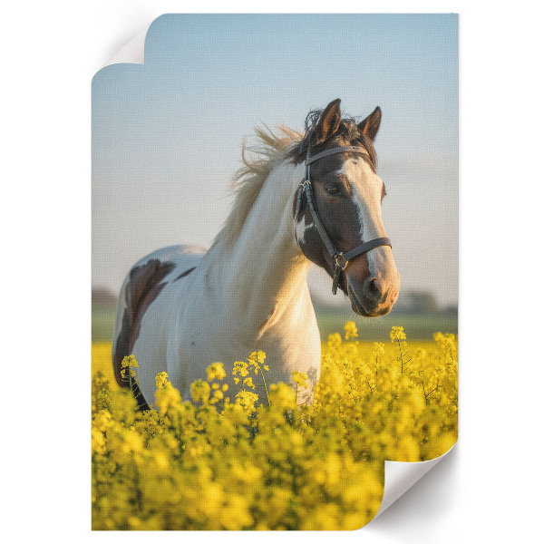 Bilder poster Ein Pferd auf einem Feld